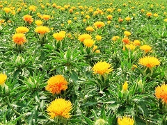 第35回山形紅花まつり 令和2年7月11日 土 7月12日 日